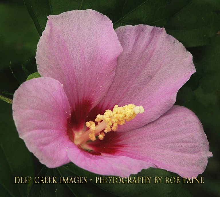  Photo by Rob Paine/Deep Creek Images/Copyright 2016