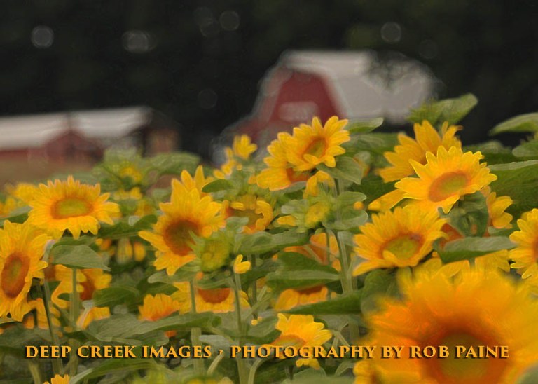  Photo by Rob Paine/Deep Creek Images/Copyright 2016