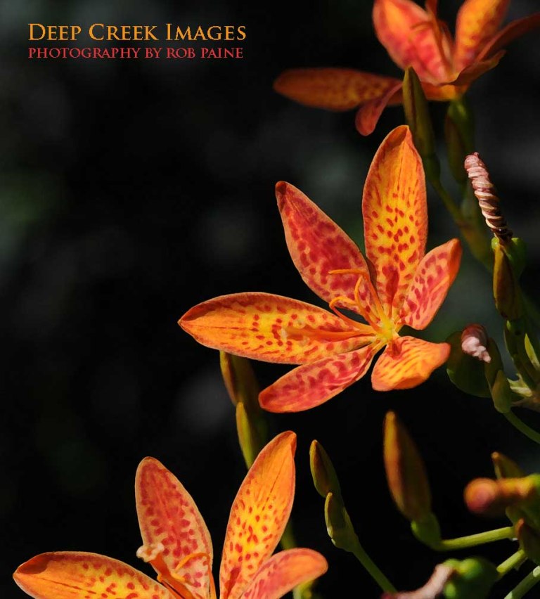  Photo by Rob Paine/Deep Creek Images/Copyright 2016