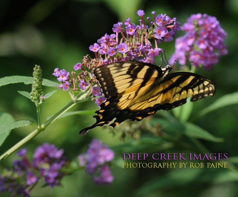 Photo by Rob Paine/Deep Creek Images/Copyright 2016