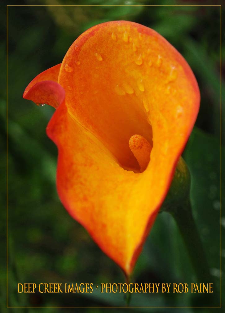  Photo by Rob Paine/Deep Creek Images/Copyright 2016