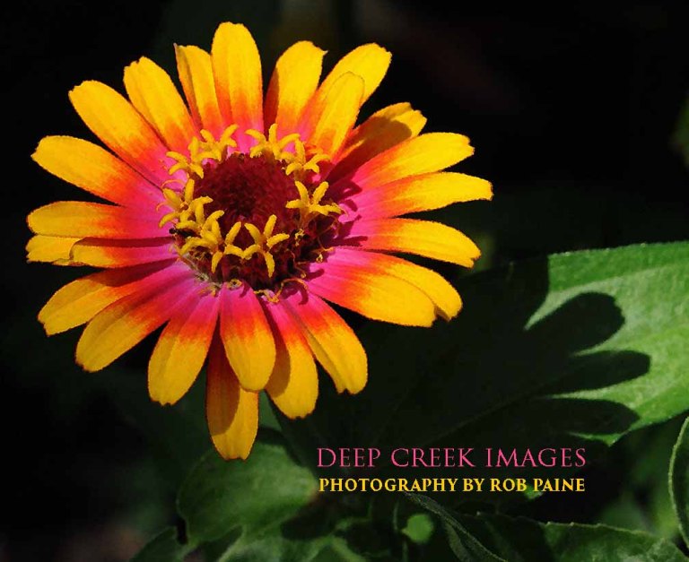  Photo by Rob Paine/Deep Creek Images/Copyright 2016