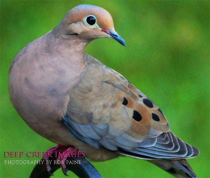  Photo by Rob Paine/Deep Creek Images/Copyright 2016