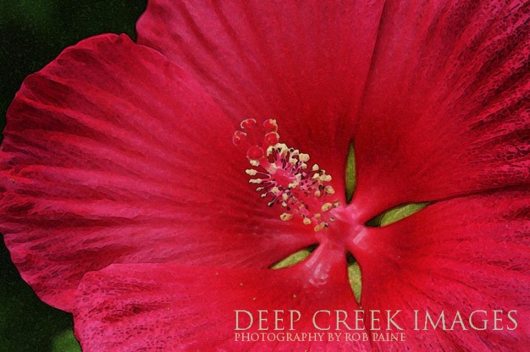  Photo by Rob Paine/Deep Creek Images/Copyright 2016