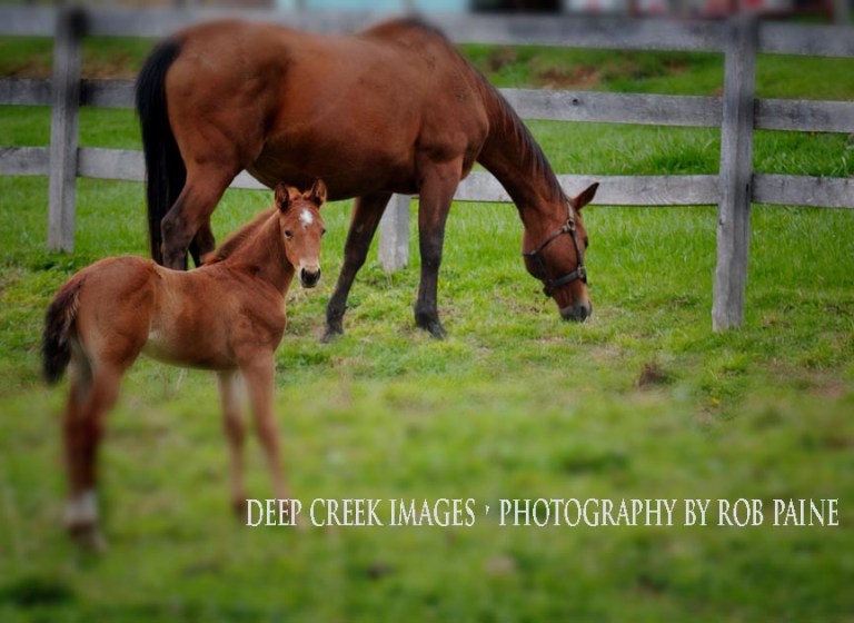  Photo by Rob Paine/Deep Creek Images/Copyright 2016