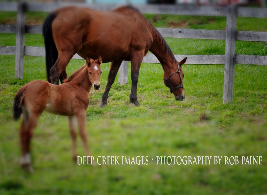 Photo by Rob Paine/Deep Creek Images/Copyright 2016