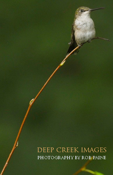  Photo by Rob Paine/Deep Creek Images/Copyright 2016