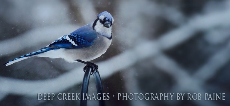  Photo by Rob Paine/Deep Creek Images/Copyright 2016