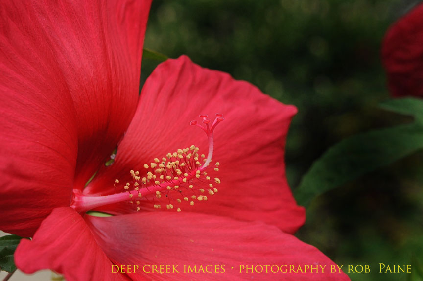  Photo by Rob Paine/Deep Creek Images/Copyright 2016