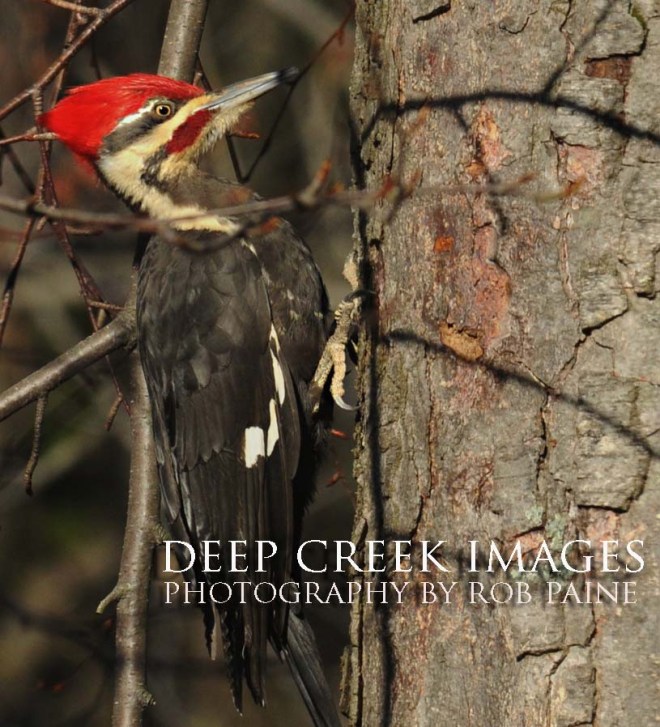  Photo by Rob Paine/Deep Creek Images/Copyright 2016