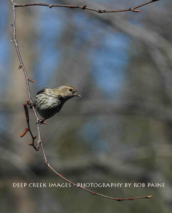  Photo by Rob Paine/Deep Creek Images/Copyright 2016
