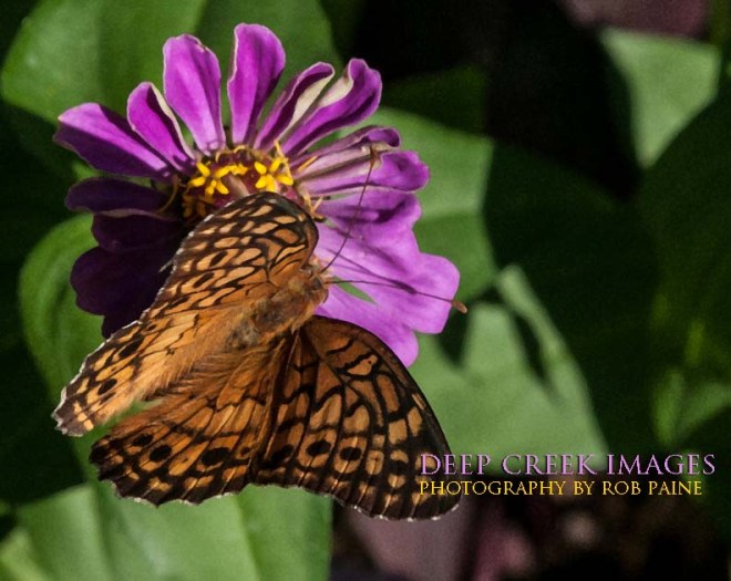  Photo by Rob Paine/Deep Creek Images/Copyright 2016