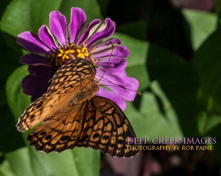  Photo by Rob Paine/Deep Creek Images/Copyright 2016