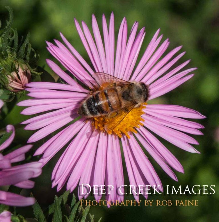  Photo by Rob Paine/Deep Creek Images/Copyright 2016