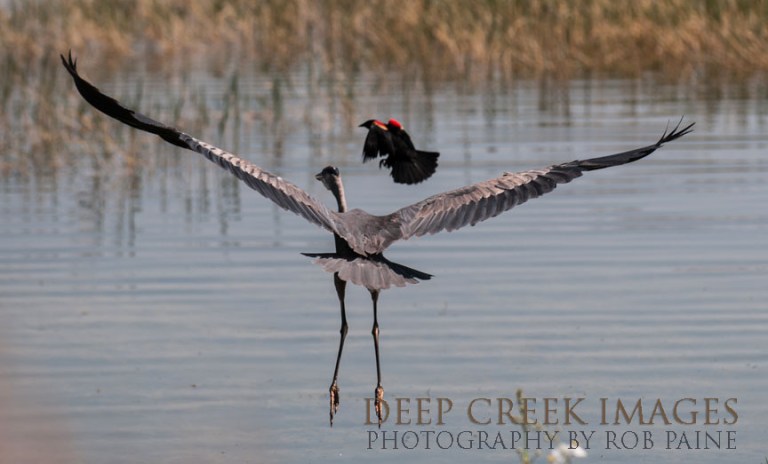  Photo by Rob Paine/Deep Creek Images/Copyright 2016