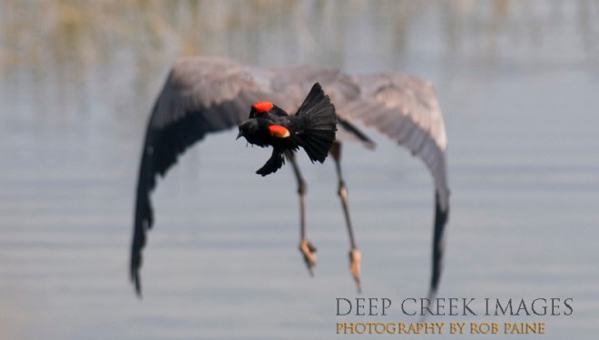  Photo by Rob Paine/Deep Creek Images/Copyright 2016