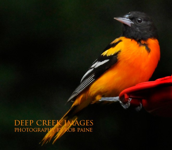  Photo by Rob Paine/Deep Creek Images/Copyright 2016