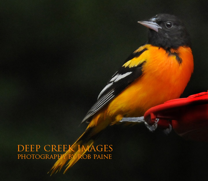  Photo by Rob Paine/Deep Creek Images/Copyright 2016