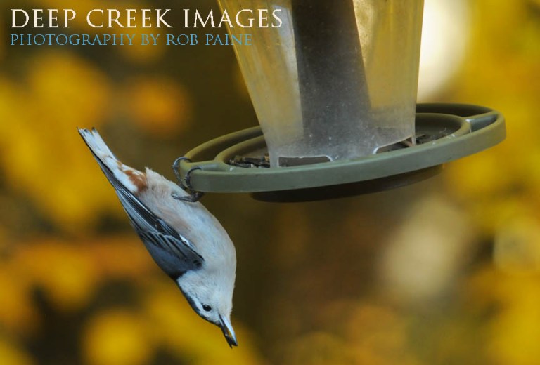  Photo by Rob Paine/Deep Creek Images/Copyright 2016