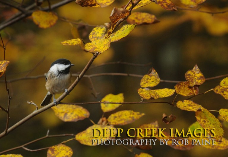  Photo by Rob Paine/Deep Creek Images/Copyright 2016