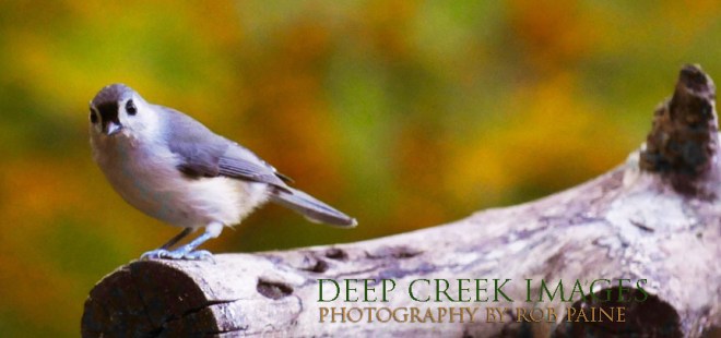  Photo by Rob Paine/Deep Creek Images/Copyright 2016