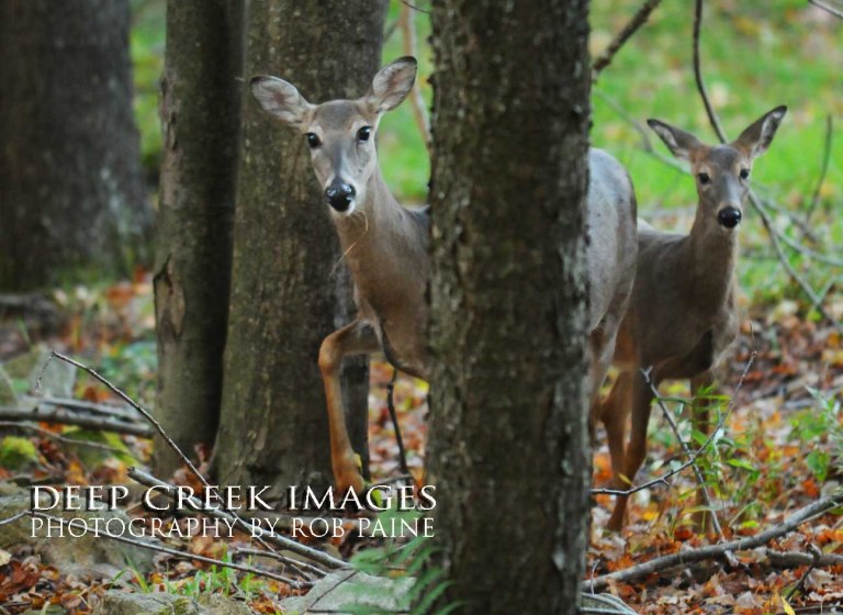  Photo by Rob Paine/Deep Creek Images/Copyright 2016