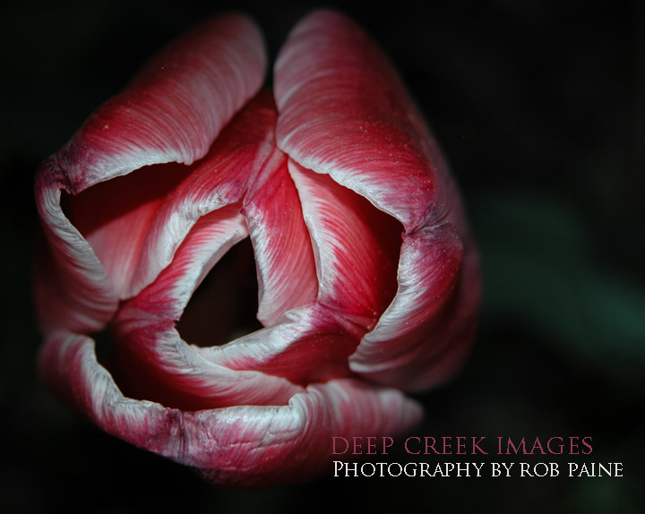  Photo by Rob Paine/Deep Creek Images/Copyright 2016