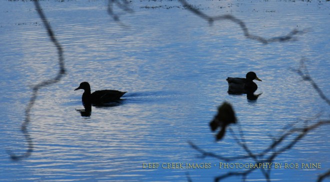  Photo by Rob Paine/Deep Creek Images/Copyright 2016