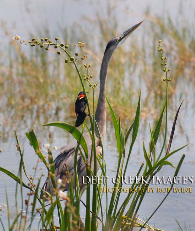  Photo by Rob Paine/Deep Creek Images/Copyright 2016