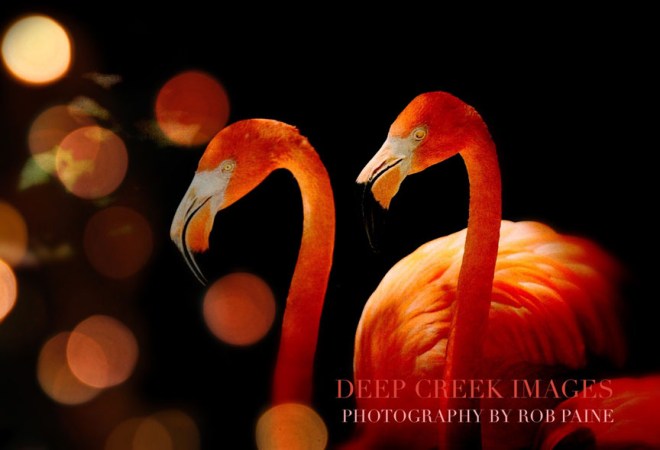  Photo by Rob Paine/Deep Creek Images/Copyright 2016