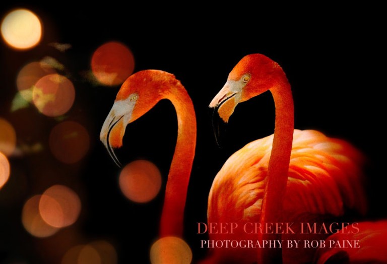  Photo by Rob Paine/Deep Creek Images/Copyright 2016