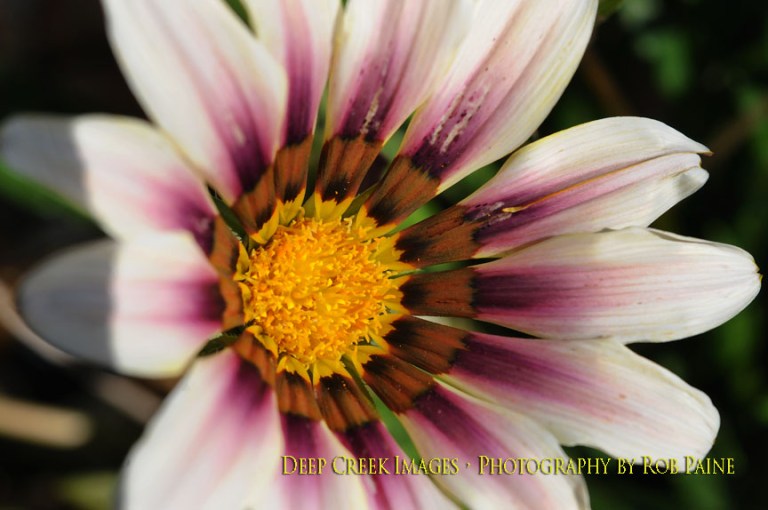  Photo by Rob Paine/Deep Creek Images/Copyright 2016