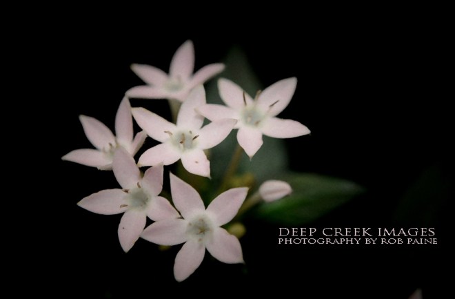  Photo by Rob Paine/Deep Creek Images/Copyright 2016