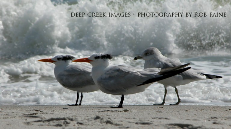  Photo by Rob Paine/Deep Creek Images/Copyright 2016