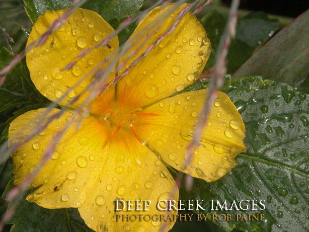  Photo by Rob Paine/Deep Creek Images/Copyright 2016