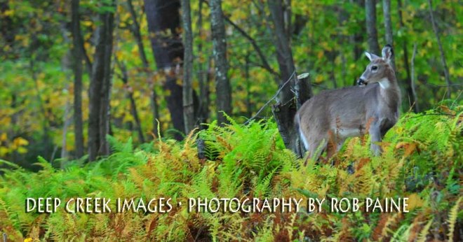  Photo by Rob Paine/Deep Creek Images/Copyright 2016