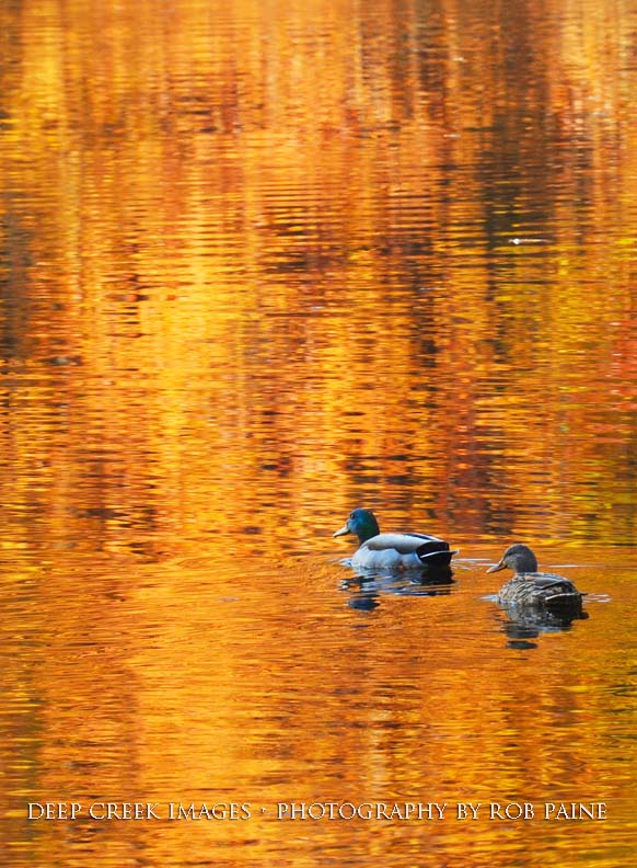  Photo by Rob Paine/Deep Creek Images/Copyright 2016