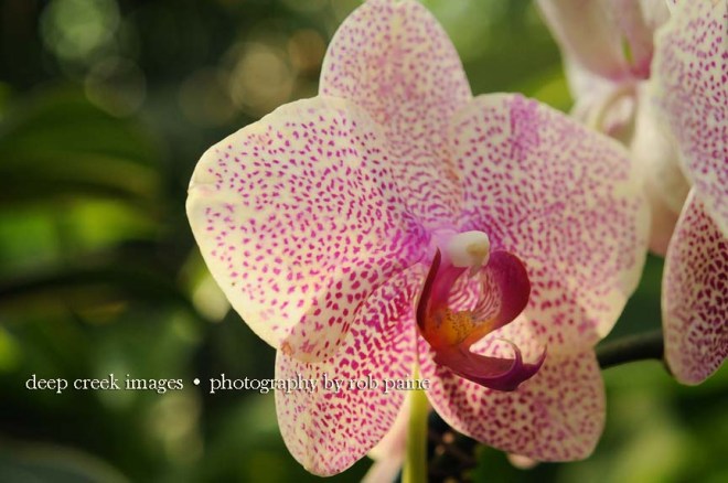  Photo by Rob Paine/Deep Creek Images/Copyright 2016