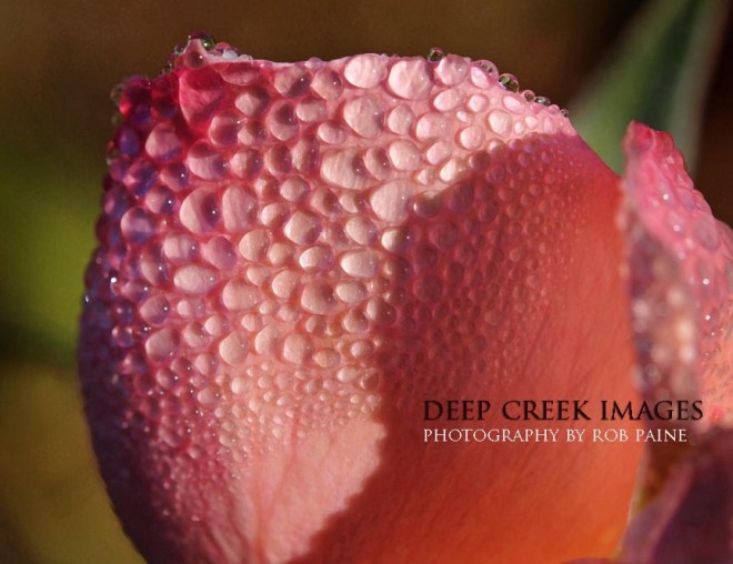  Photo by Rob Paine/Deep Creek Images/Copyright 2016