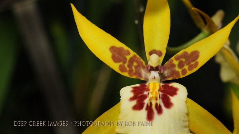 Photo by Rob Paine/Deep Creek Images/Copyright 2016