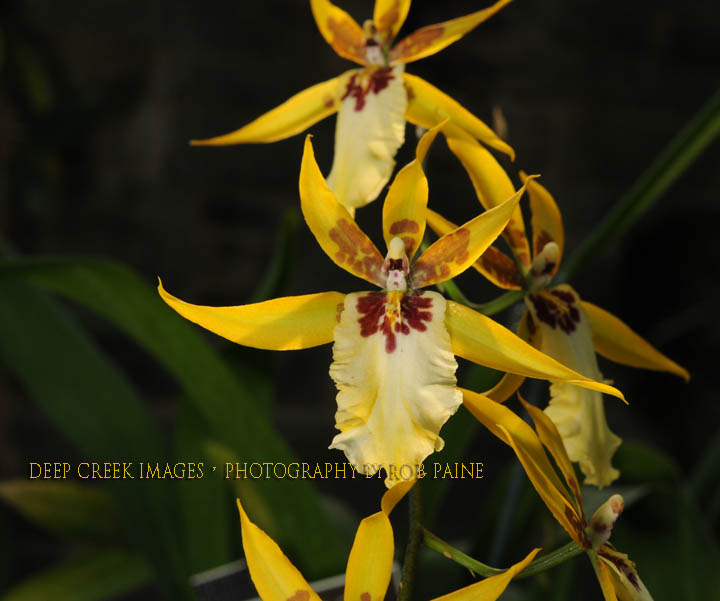 Photo by Rob Paine/Deep Creek Images/Copyright 2016