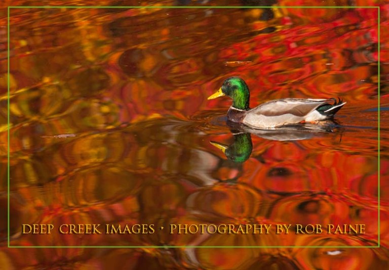 Photo by Rob Paine/Deep Creek Images/Copyright 2016