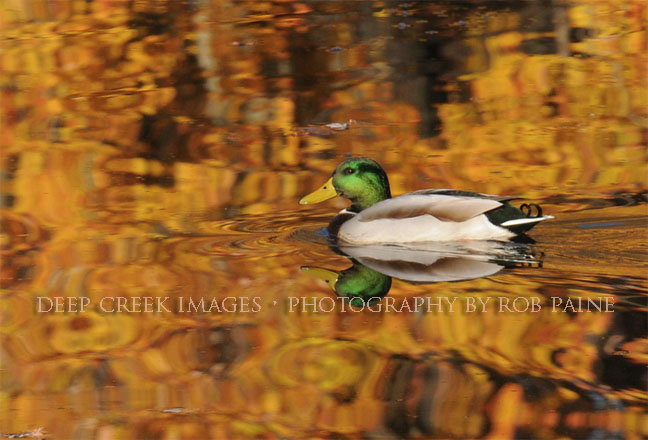 Photo by Rob Paine/Deep Creek Images/Copyright 2016