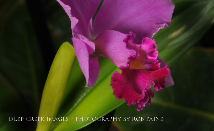  Photo by Rob Paine/Deep Creek Images/Copyright 2016