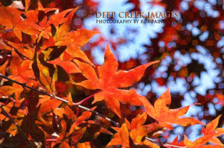  Photo by Rob Paine/Deep Creek Images/Copyright 2016