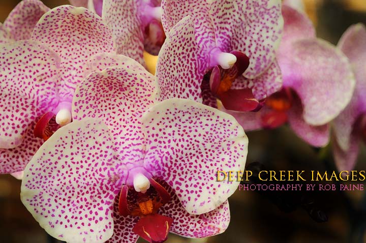  Photo by Rob Paine/Deep Creek Images/Copyright 2016