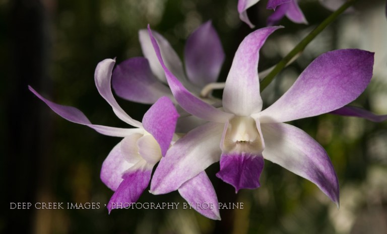 rob-paine-purple-and-white-lewis-ginter-richmond-copy