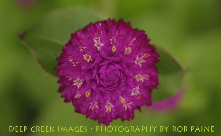  Photo by Rob Paine/Deep Creek Images/Copyright 2016