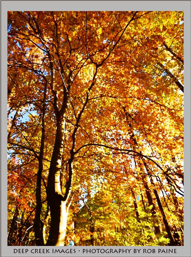  Photo by Rob Paine/Deep Creek Images/Copyright 2016