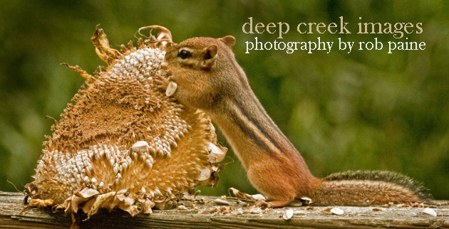  Photo by Rob Paine/Deep Creek Images/Copyright 2016